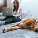 Golden Retriever lying on bed